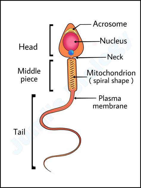 Spermatozoa: Anatomy and function